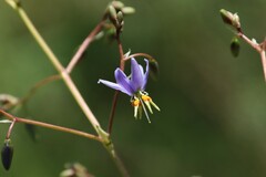 Dianella longifolia longifolia