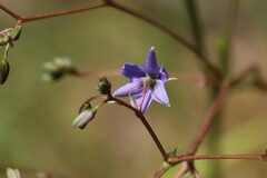 Dianella longifolia longifolia