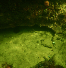 Trygonorrhina dumerilii