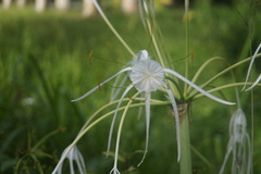 Hymenocallis speciosa