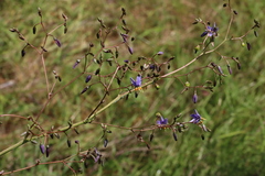 Dianella longifolia longifolia