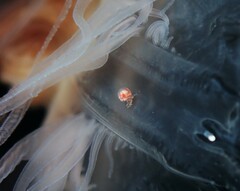 Hyperiidae