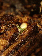 Diaea