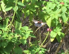 Papilio memnon agenor