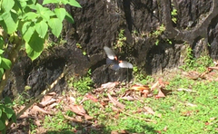 Papilio memnon agenor