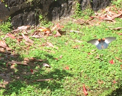 Papilio memnon agenor