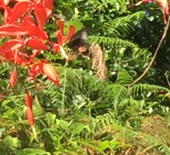 Papilio memnon agenor