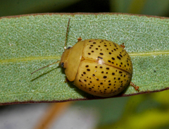 Paropsisterna madida