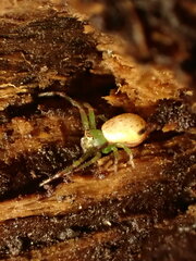 Diaea