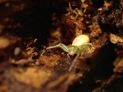 Diaea