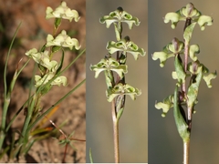 Disperis circumflexa circumflexa