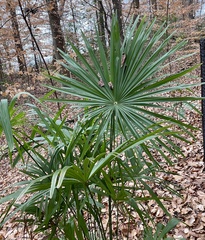 Trachycarpus fortunei