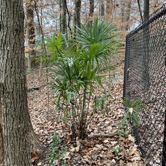 Trachycarpus fortunei