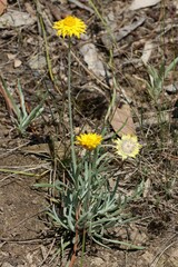 Leucochrysum albicans albicans
