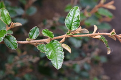 Pomaderris paniculosa