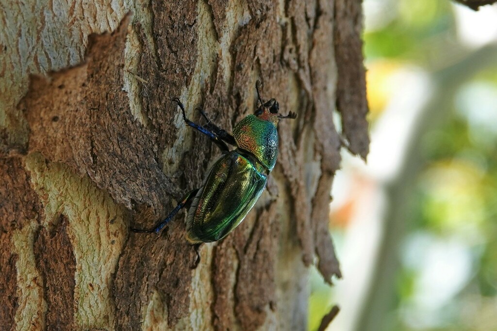 Golden Stag Beetle From Melbourne Vic Australia On December At Pm By