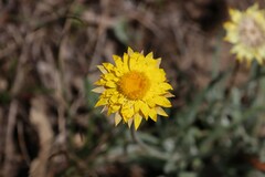 Leucochrysum albicans albicans
