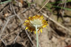 Leucochrysum albicans albicans