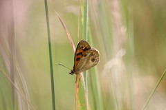 Heteronympha cordace