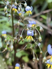 Dianella tasmanica