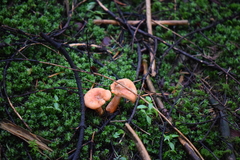 Lactarius salmonicolor image