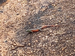 Platysaurus minor