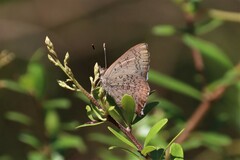 Paralucia pyrodiscus lucida