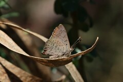 Paralucia pyrodiscus lucida