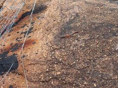 Platysaurus minor