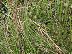 Trithemis stictica
