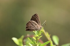 Paralucia pyrodiscus lucida