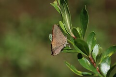 Paralucia pyrodiscus lucida