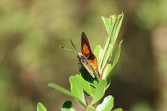 Paralucia pyrodiscus lucida
