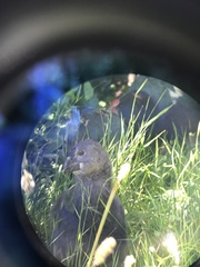 Porphyrio hochstetteri