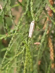 Culladia cuneiferellus