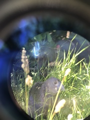 Porphyrio hochstetteri