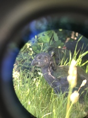 Porphyrio hochstetteri