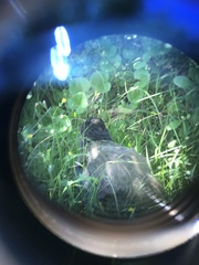 Porphyrio hochstetteri