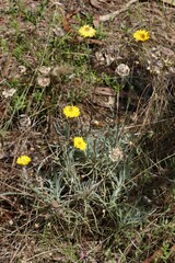 Leucochrysum albicans albicans