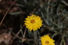 Leucochrysum albicans albicans