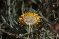 Leucochrysum albicans albicans