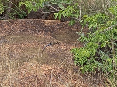 Trachylepis margaritifera