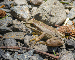 Litoria ewingii