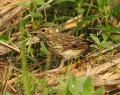 Anthus trivialis