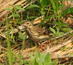 Anthus trivialis