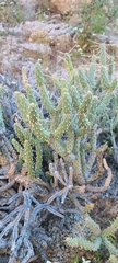 Cylindropuntia tesajo