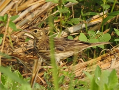 Anthus trivialis