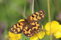 Heteronympha cordace