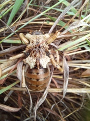 Enyaliopsis transvaalensis