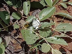 Leucochitonea levubu